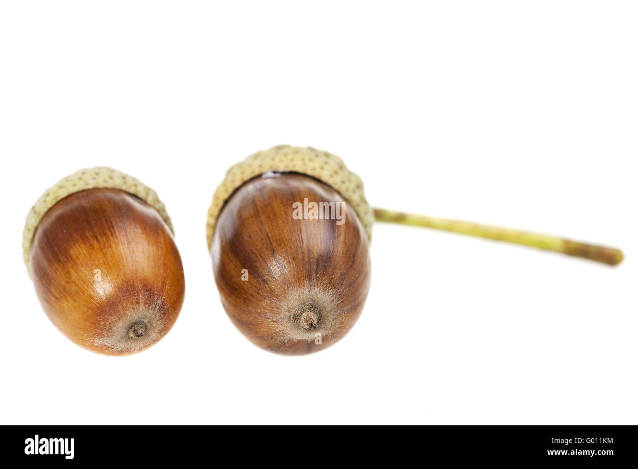 acorn nuts isolated on a clear white background Stock Photo Alamy
