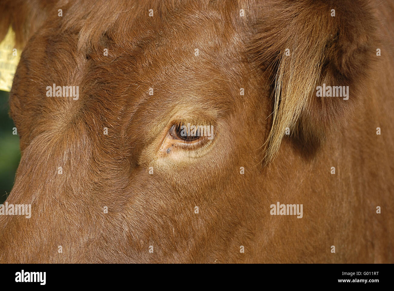 kuhauge - eye of a cow Stock Photo