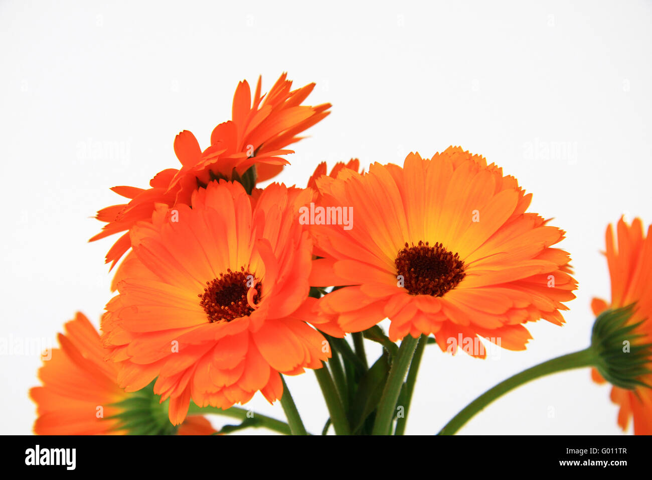 orange flowers isolated Stock Photo Alamy