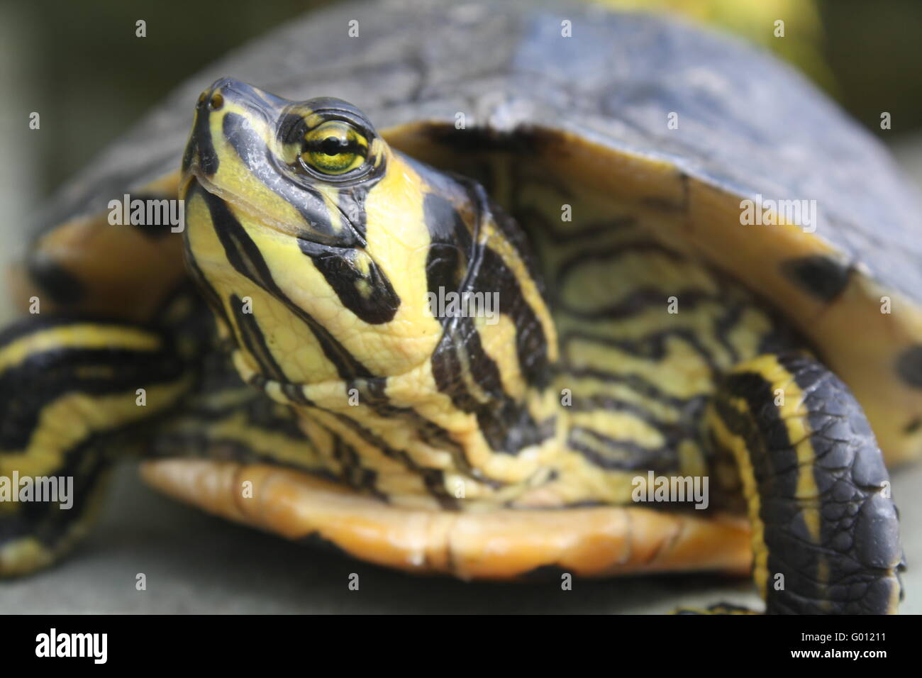 Yellow bellied slider Stock Photo - Alamy