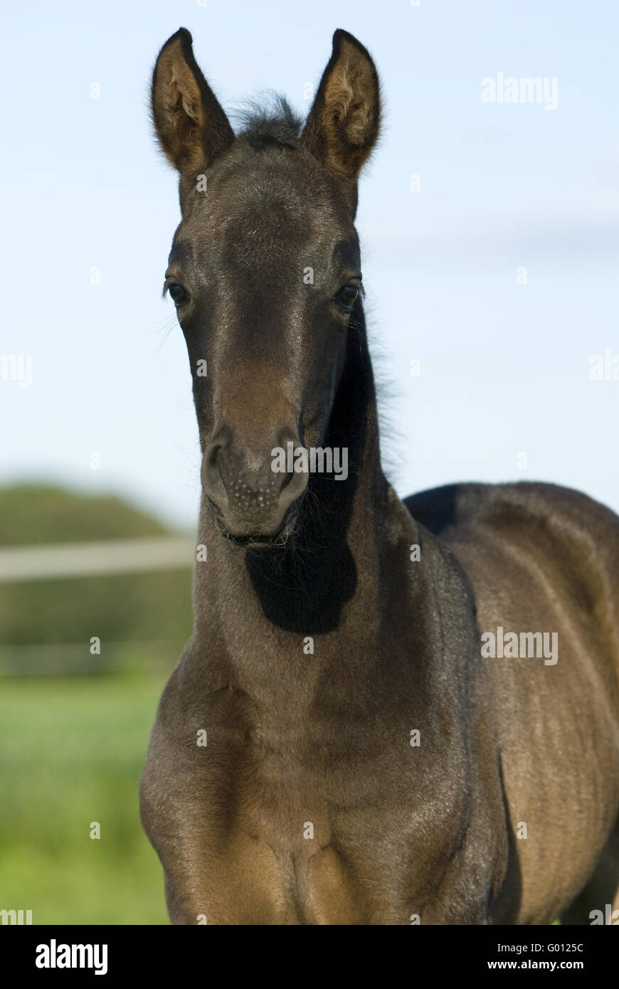 Hanoverian horse portrait hires stock photography and images Alamy