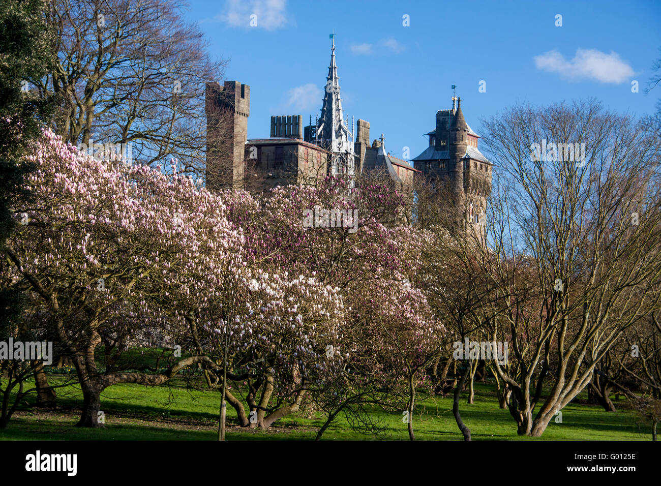 Cardiff Castle in spring from Bute Park with magnolia trees in bloom blossom Cardiff South Wales UK Stock Photo