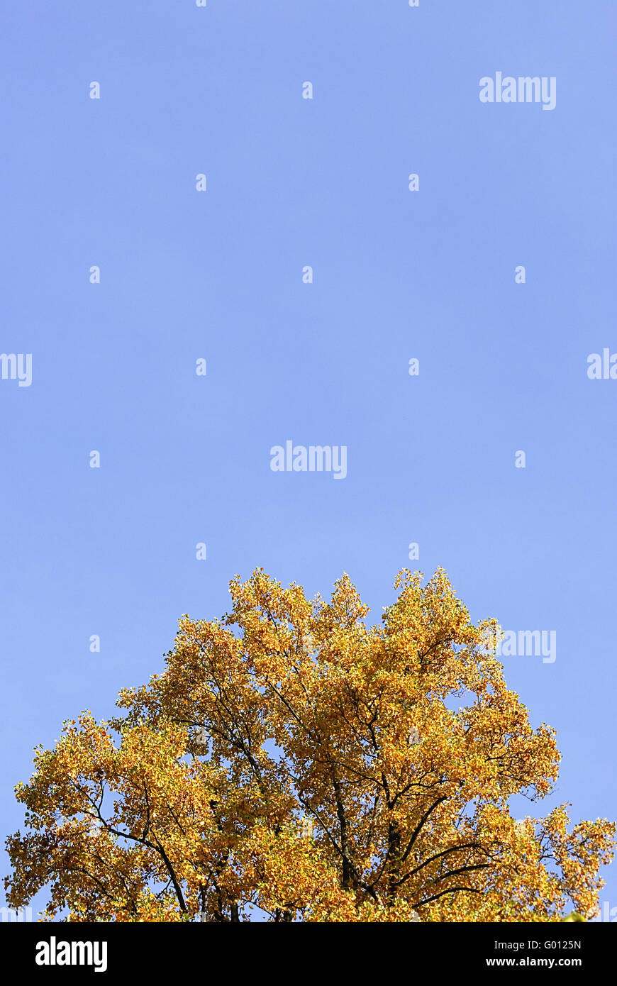 herbstbaum - autumn tree Stock Photo