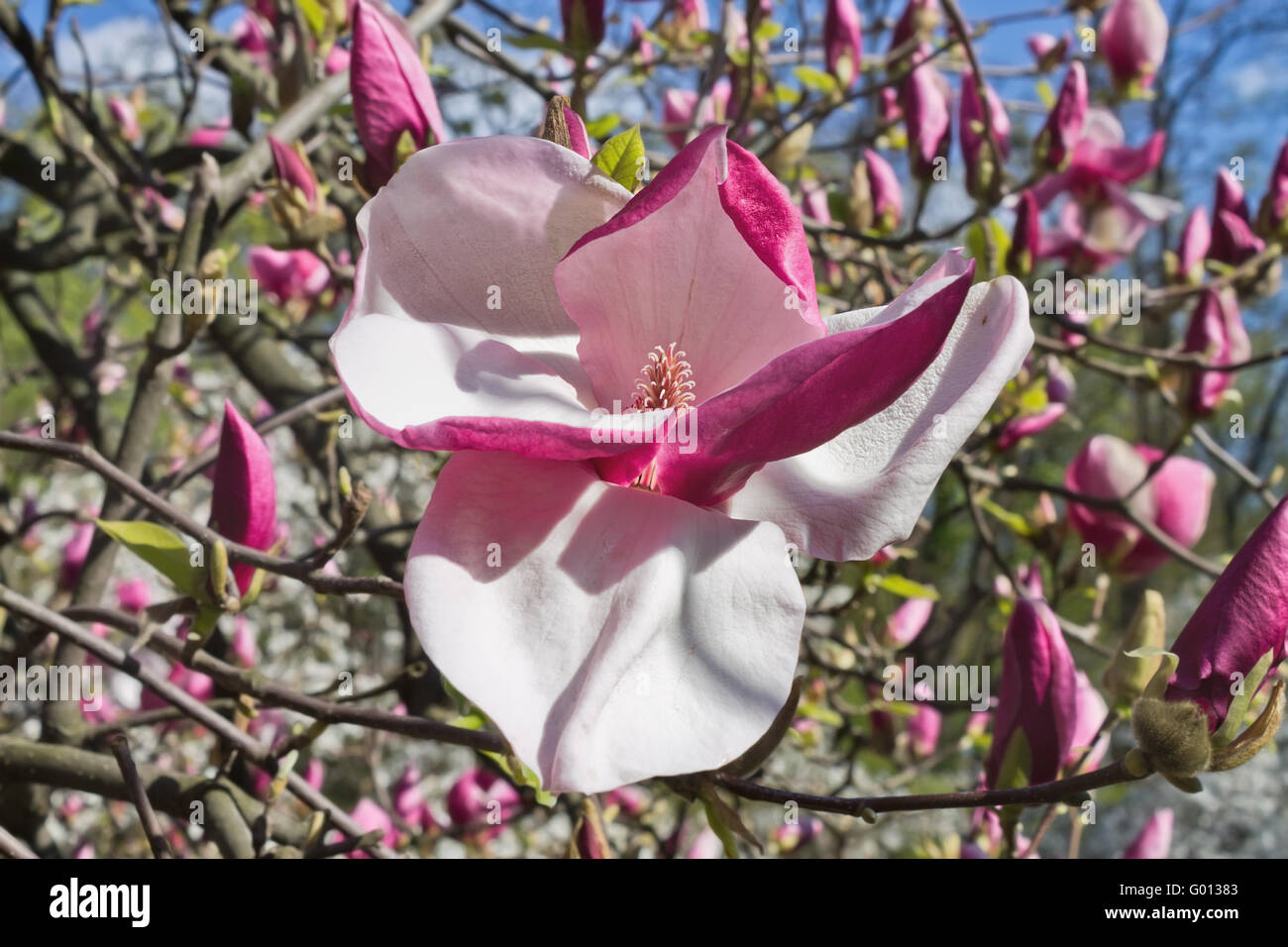 Spring open flower pink magnolia close up Stock Photo