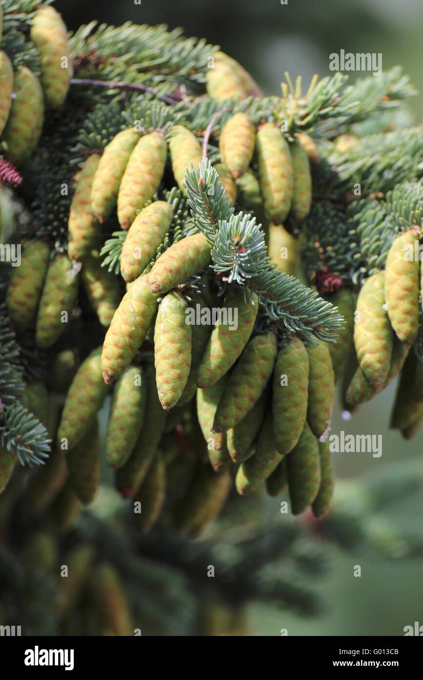 Young cones of the white spruce (Picea glauca). Stock Photo