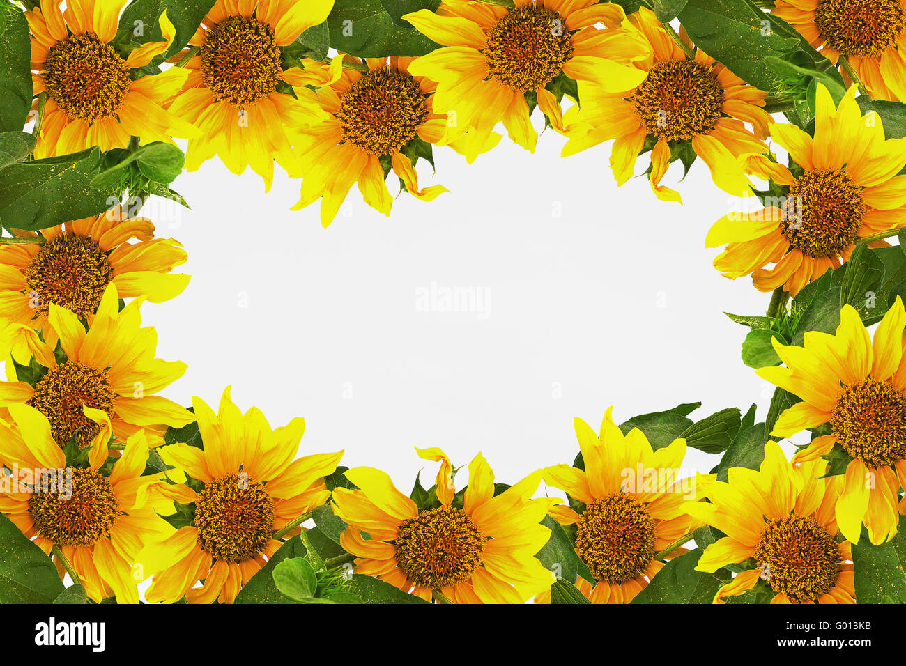 Frame with sunflowers on a white background Stock Photo - Alamy