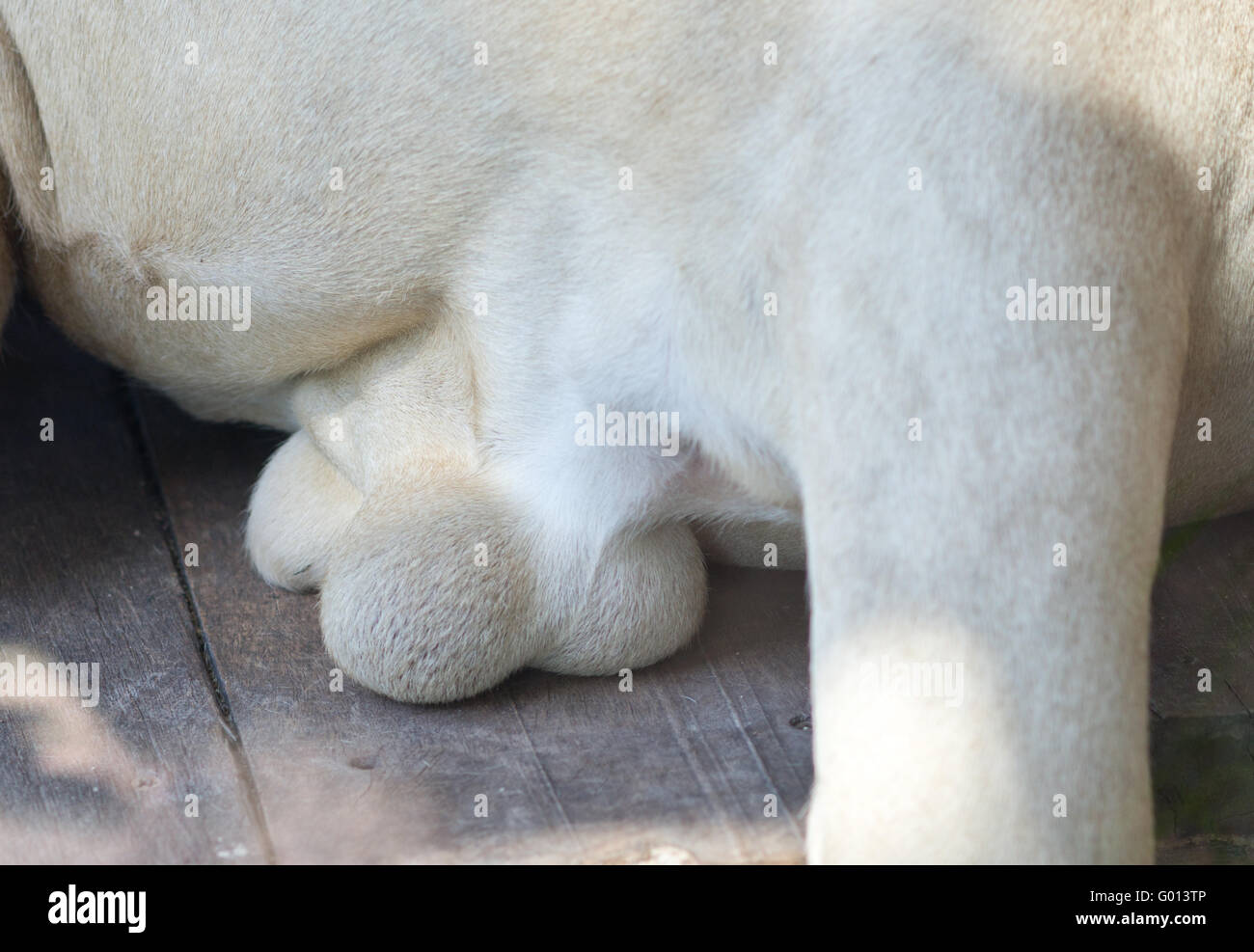 Animal testicles hires stock photography and images Alamy