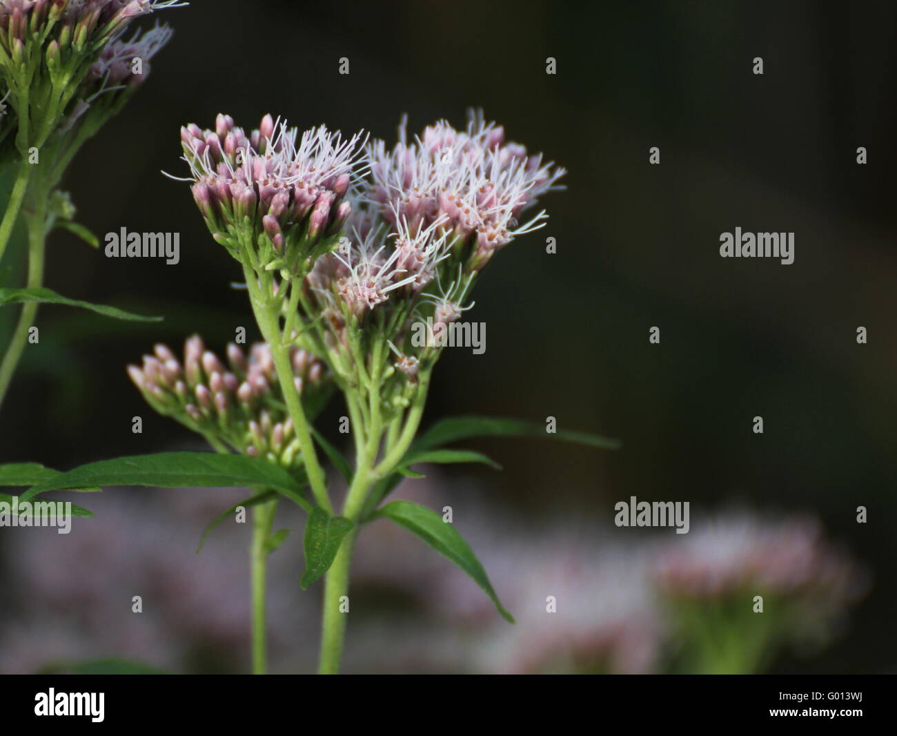 Blossoms of the hemp-agrimony (Eupatorium cannabinum). Stock Photo