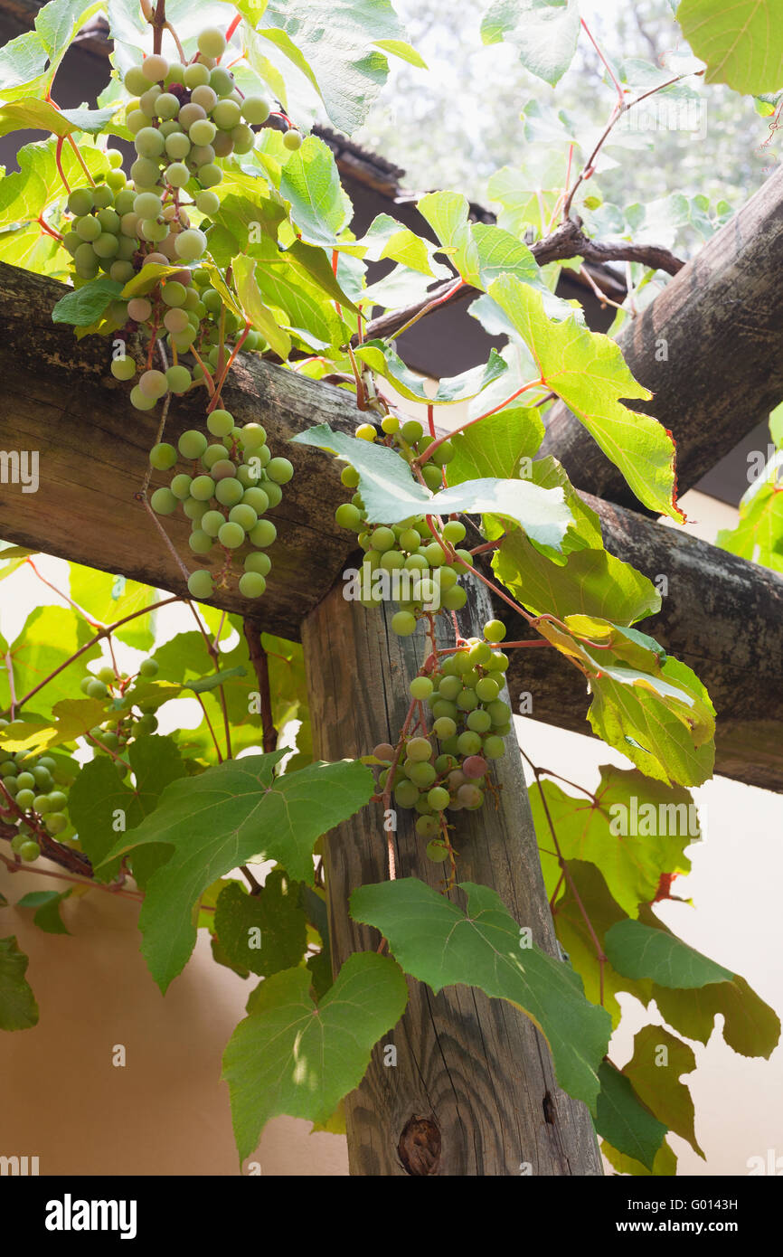 Green grapes on the vine at St. Augustine, Florida, USA Stock Photo