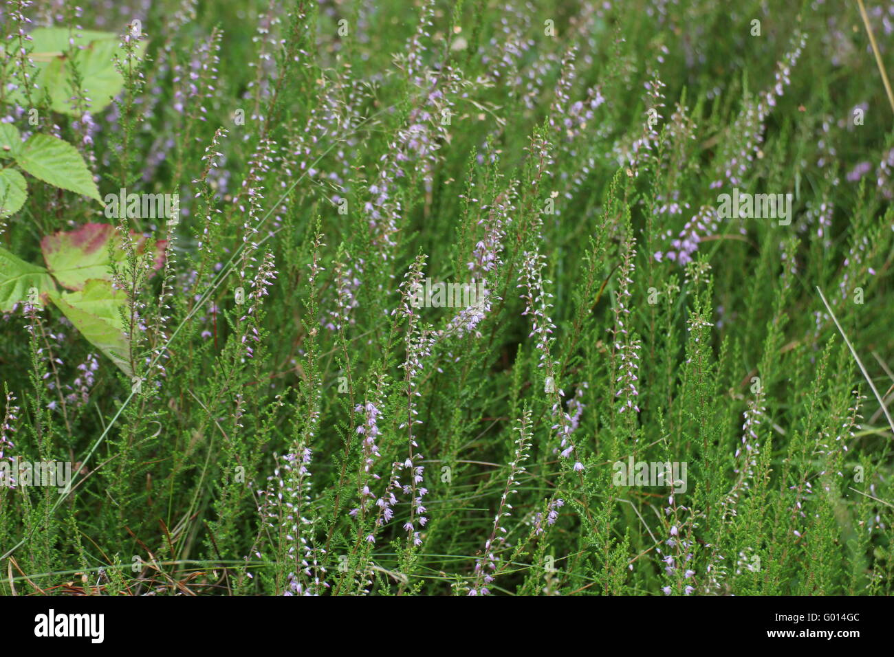 Heather (Calluna vulgaris) shrub in germany. Stock Photo