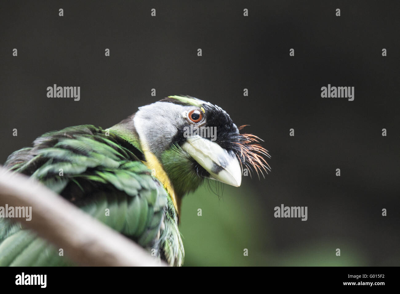 Fire-tufted barbet Stock Photo