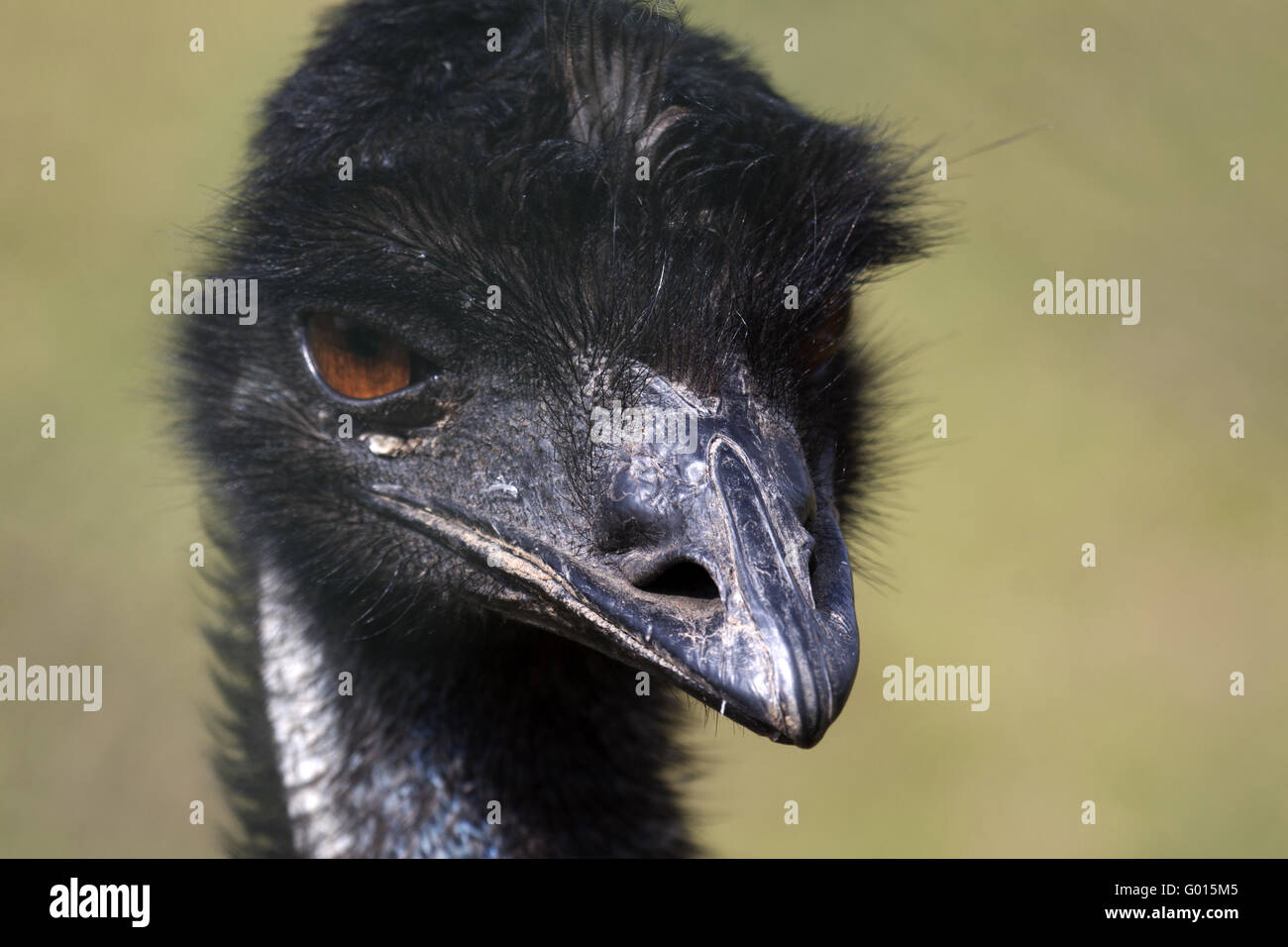Emu Stock Photo