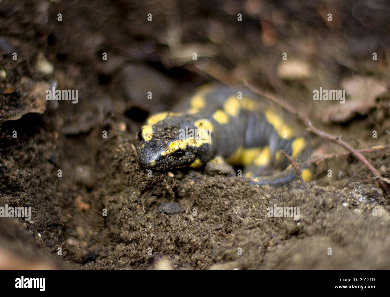 Tail amphibians Stock Photo