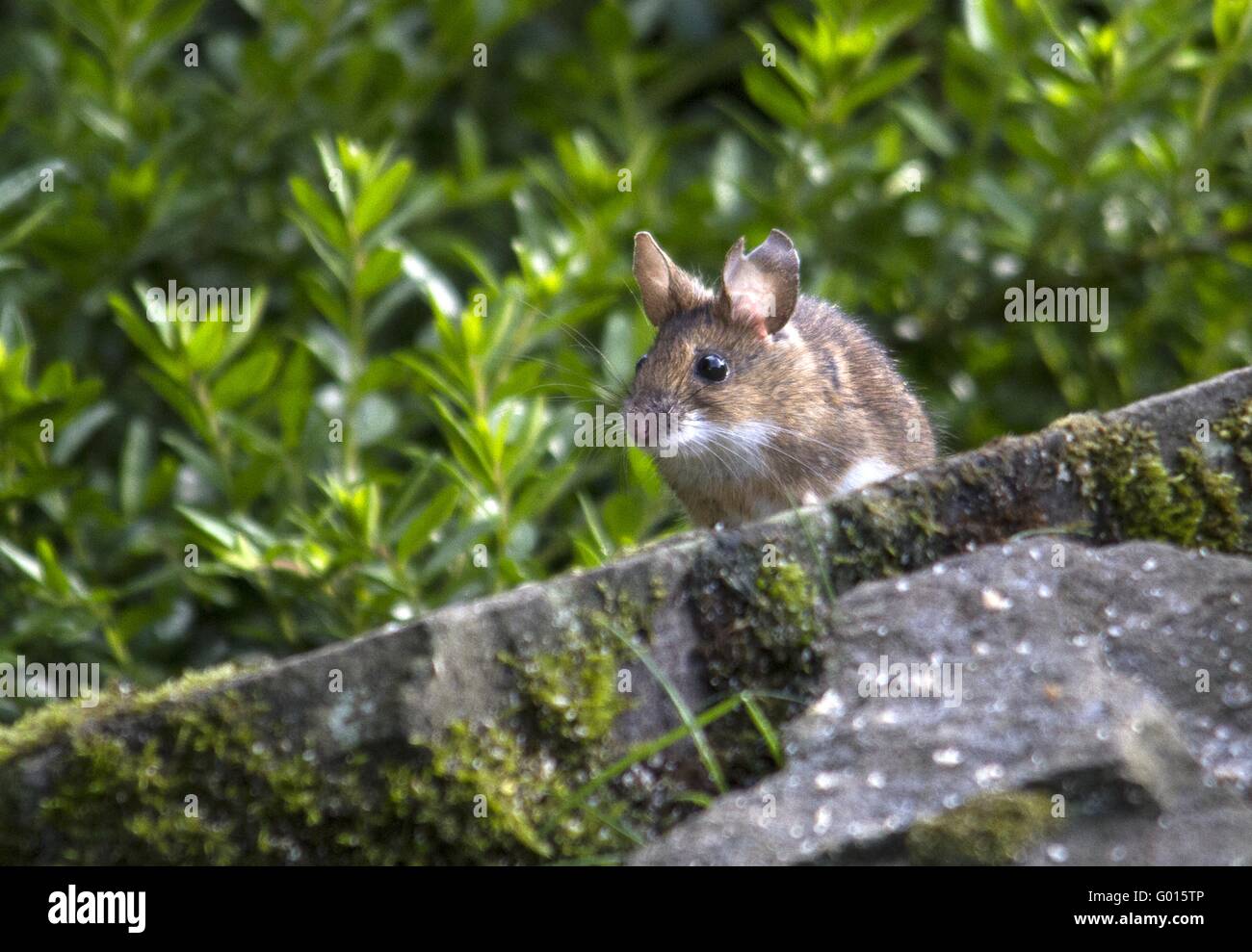 Yellow-necked mouse Stock Photo