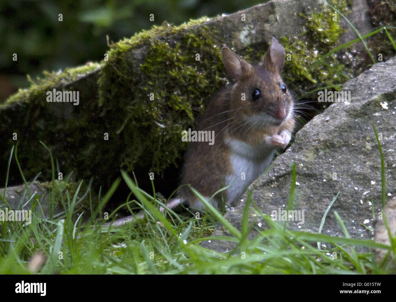 Yellow-necked mouse Stock Photo