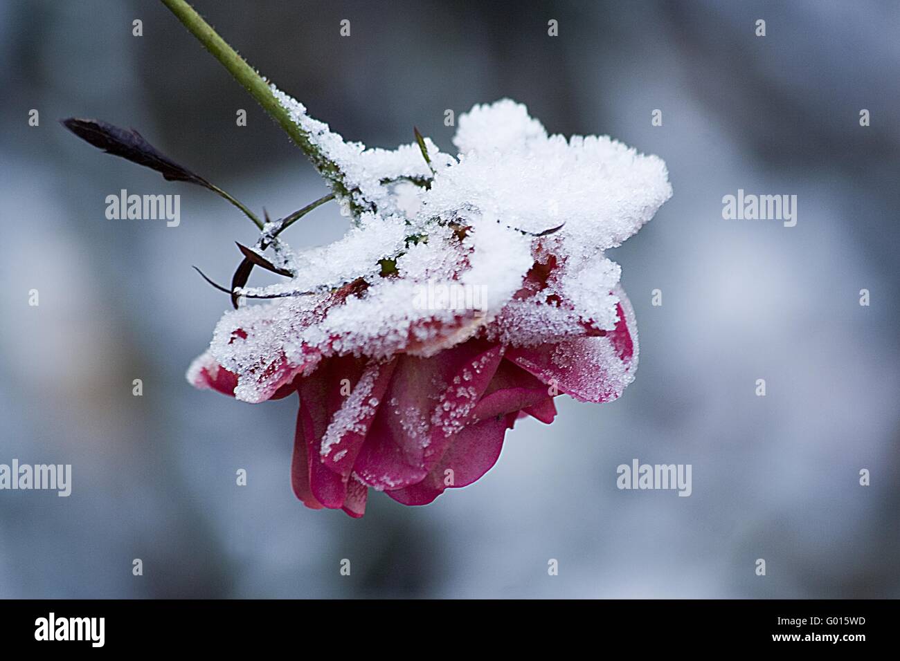 Night rose hi-res stock photography and images - Alamy