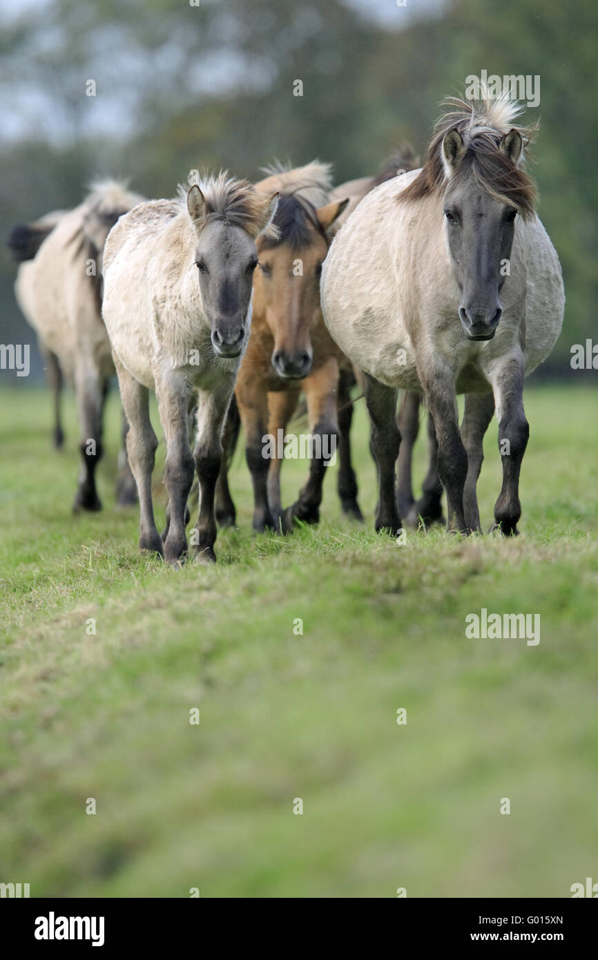 Wildhorse-Duelmen, Germany Stock Photo