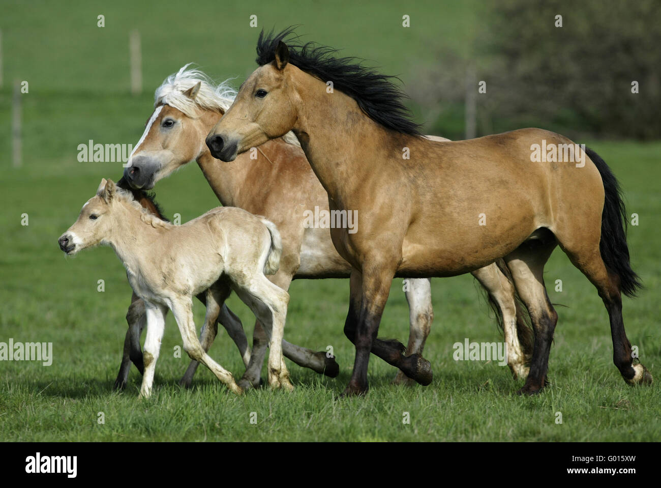 Haflinger Horse Stock Photo