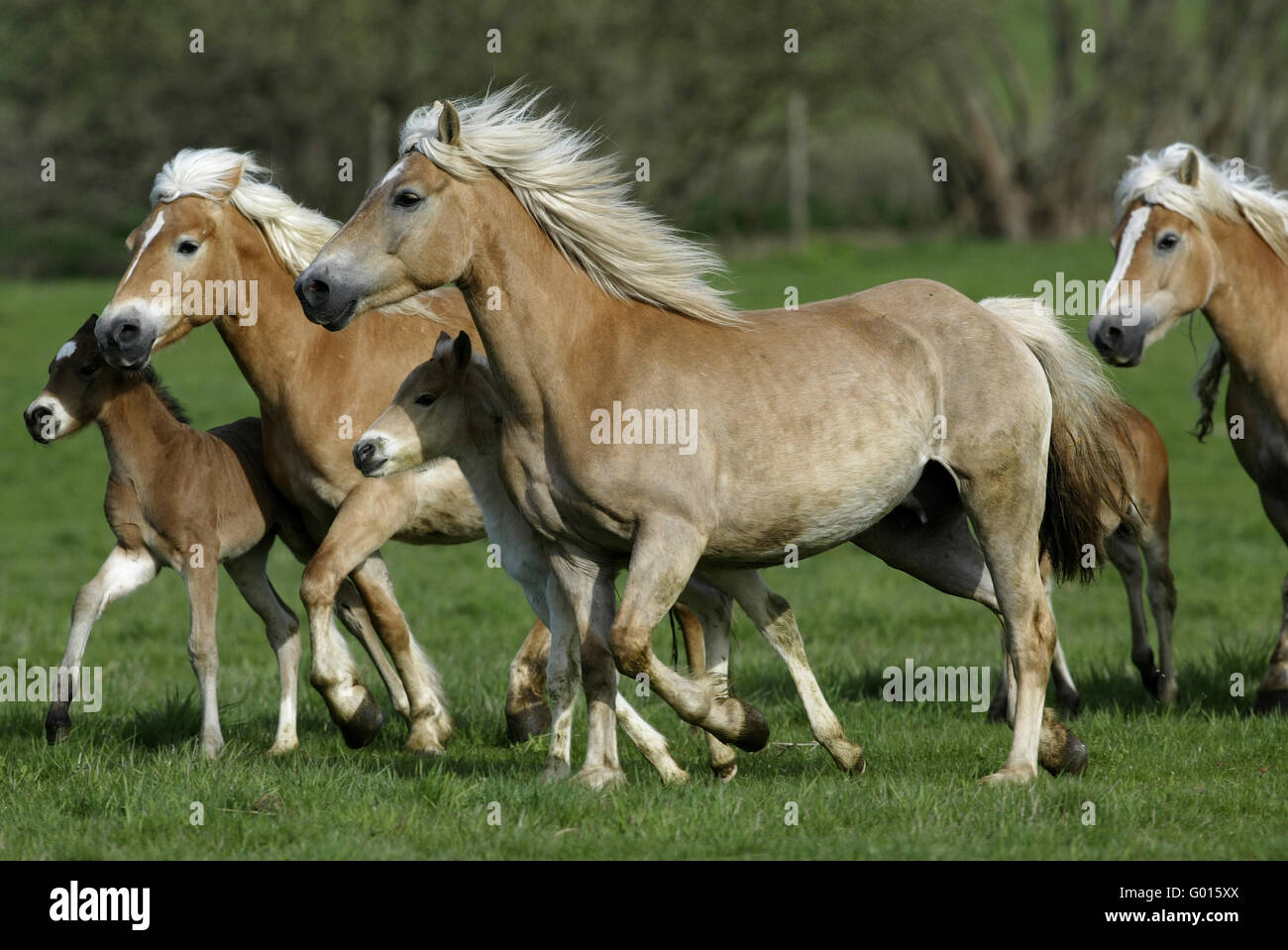 Haflinger Horse Stock Photo