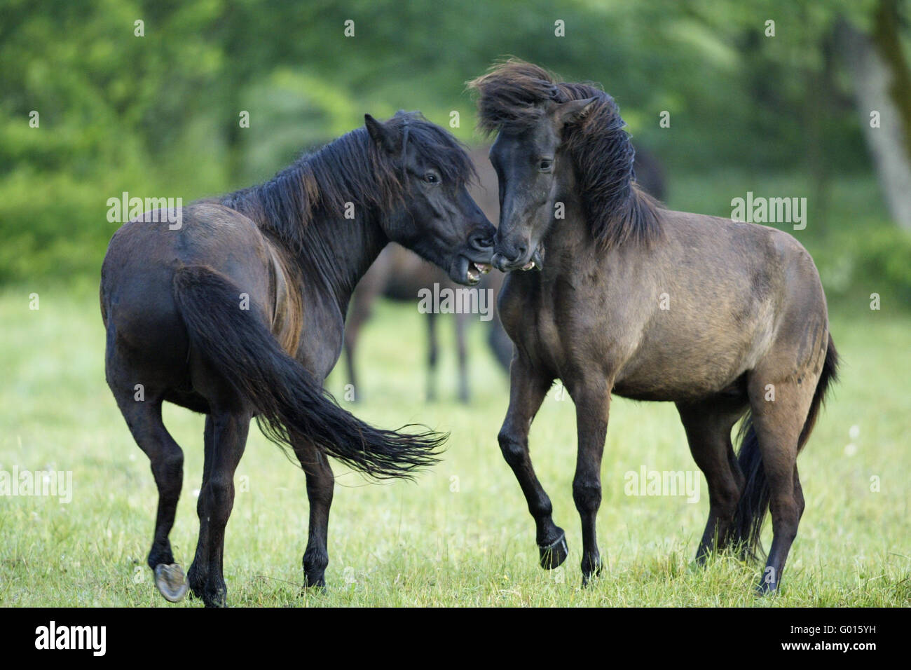 Islandic Horse Stock Photo