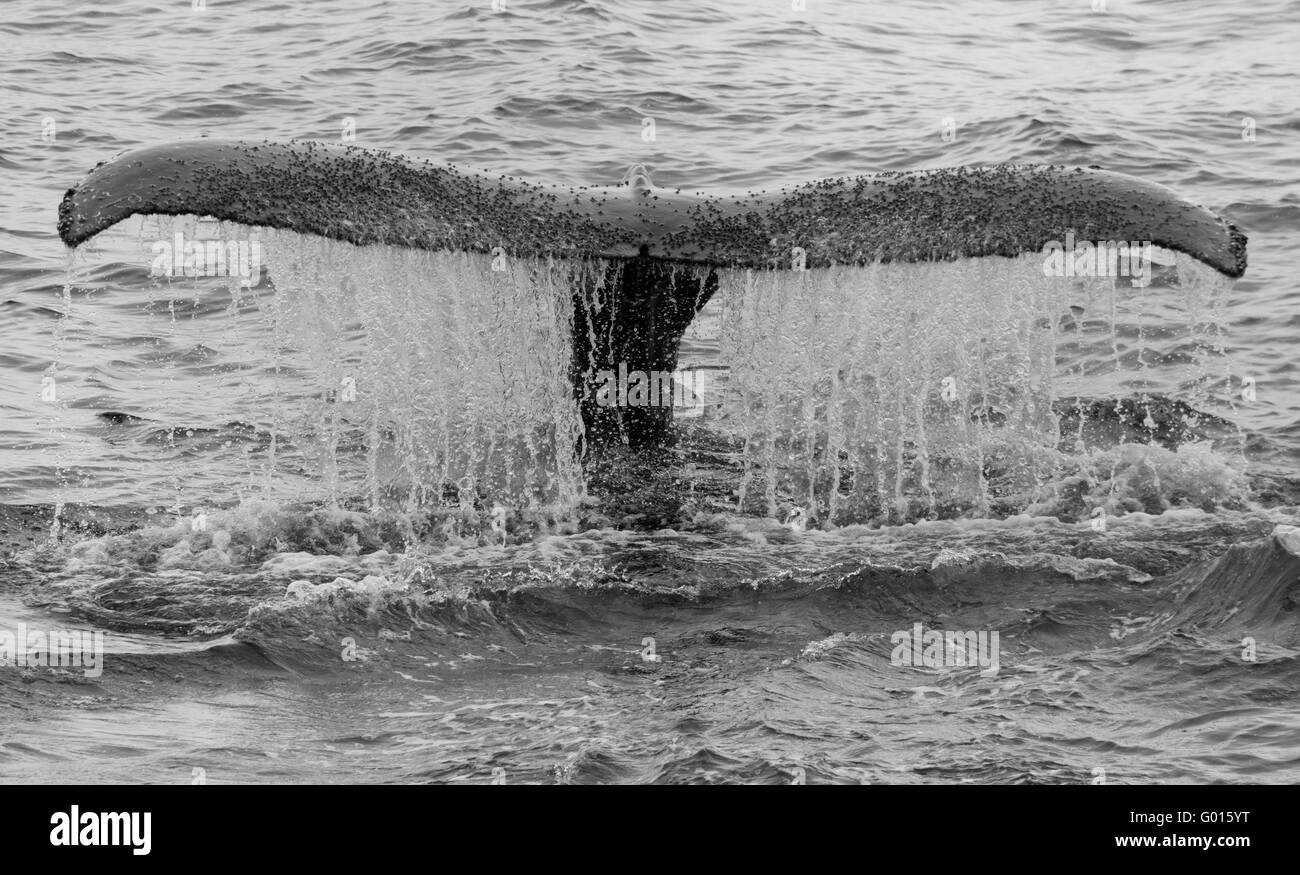 Humpback Whale (Megaptera novaeangliae) Water runs off flukes in dive, Antarctica. black and white Stock Photo