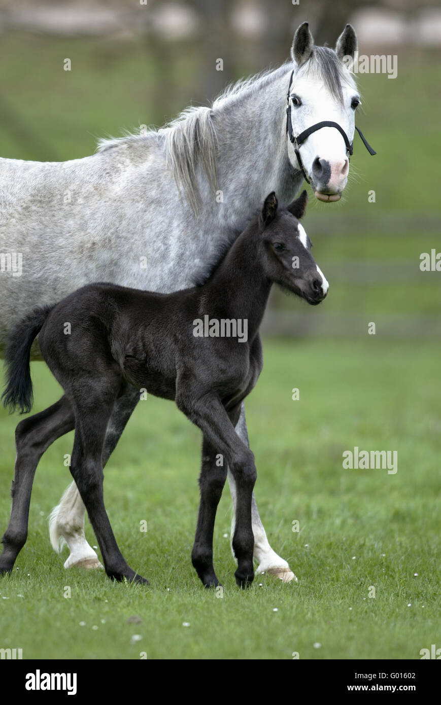 German Riding Pony Stock Photo Alamy