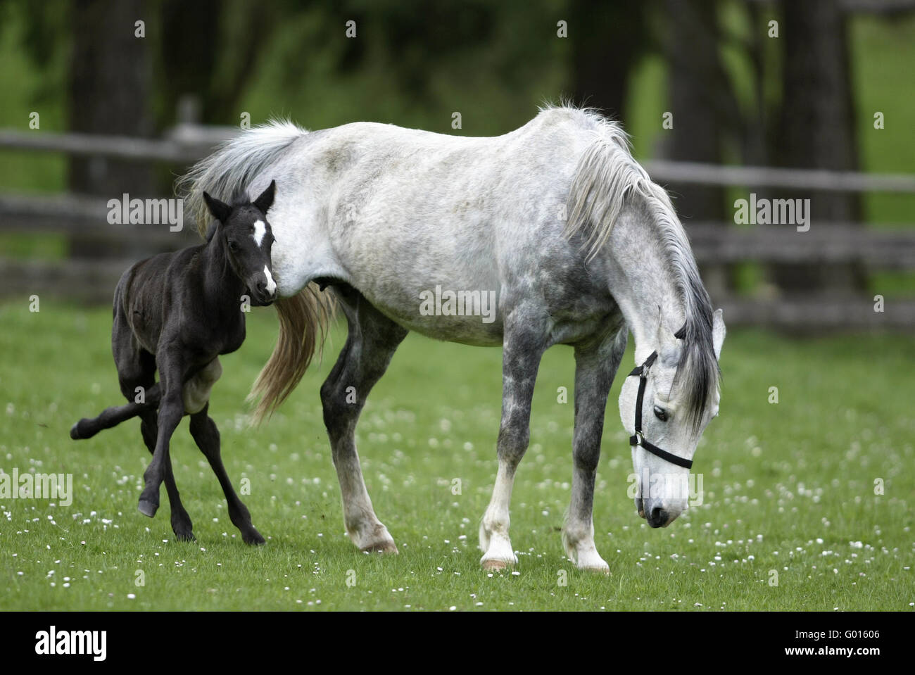 German Riding Pony Stock Photo