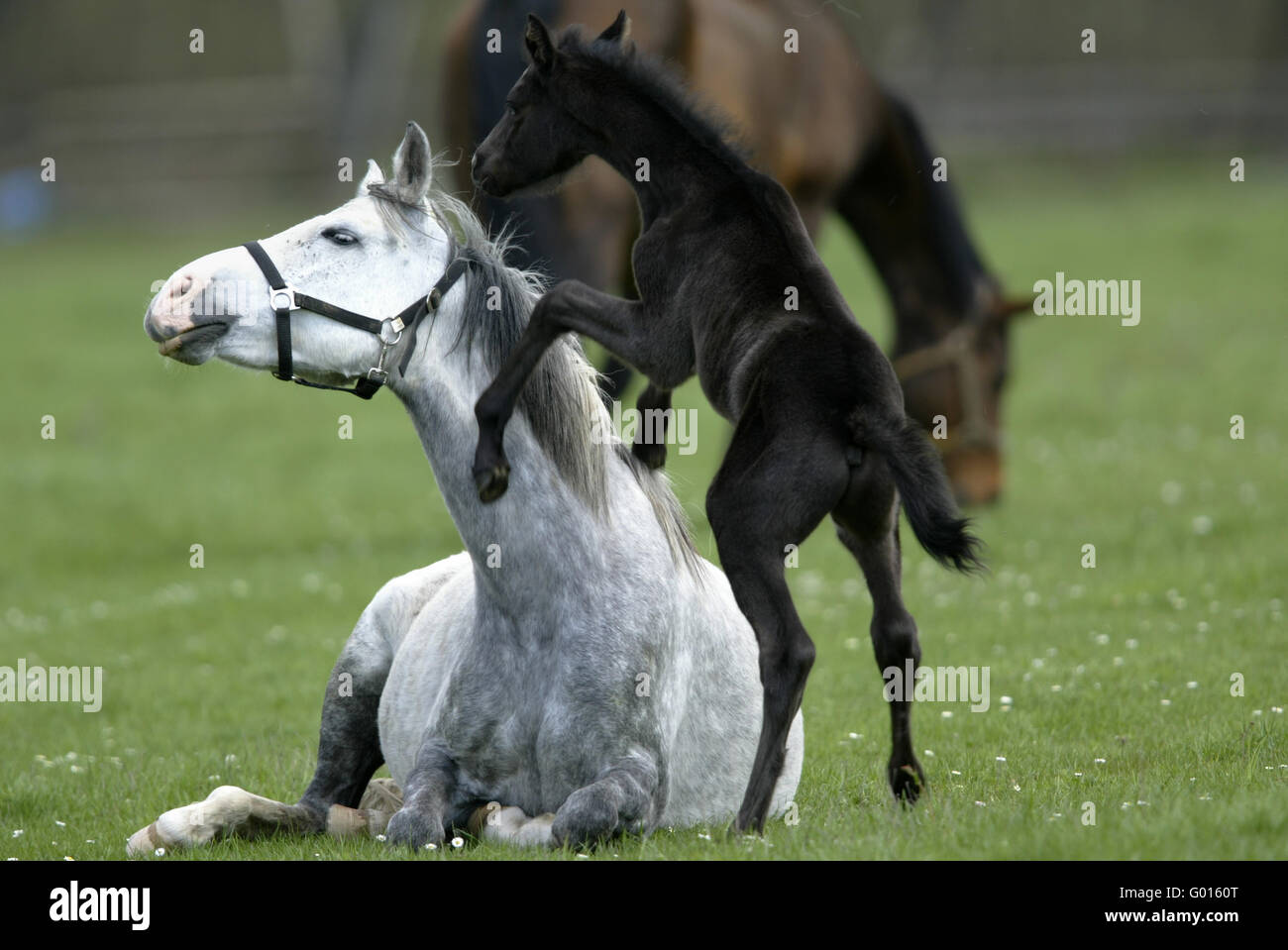 German Riding Pony Stock Photo