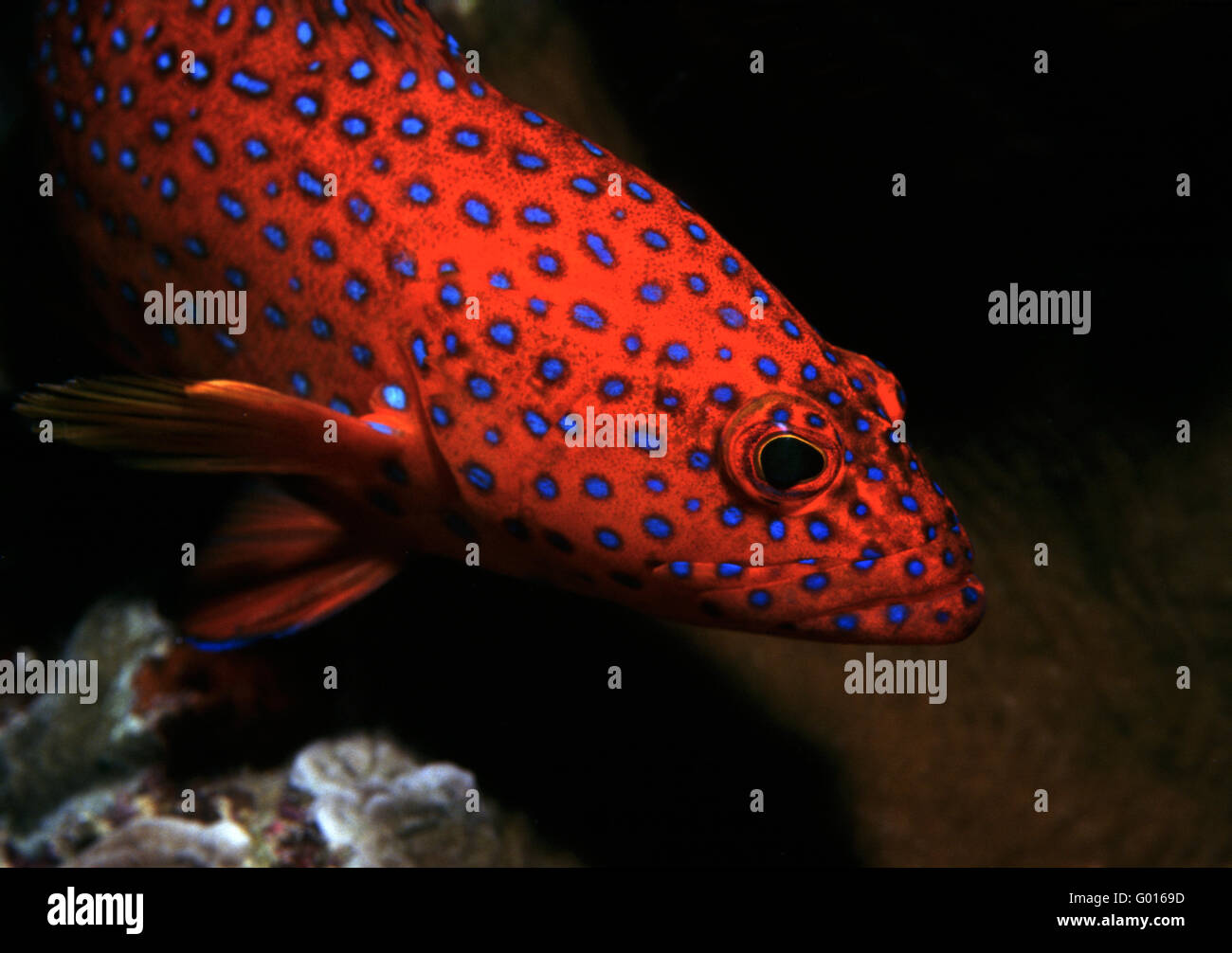 Coral Grouper Stock Photo