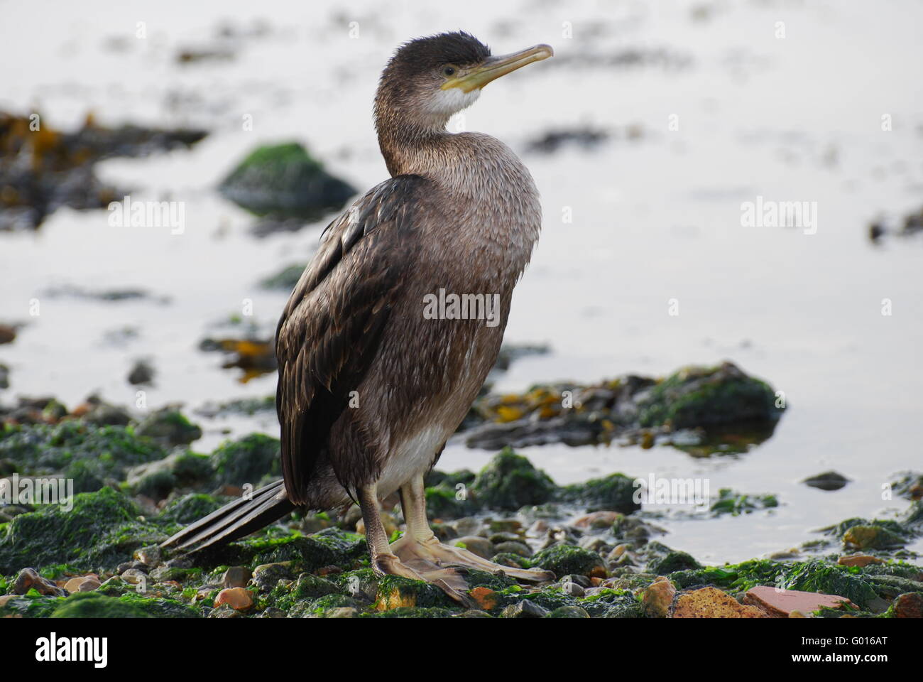 Juvenile Cormorant High Resolution Stock Photography and Images Alamy