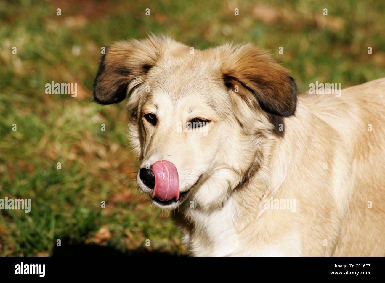 Dog licking her nose Stock Photo Alamy