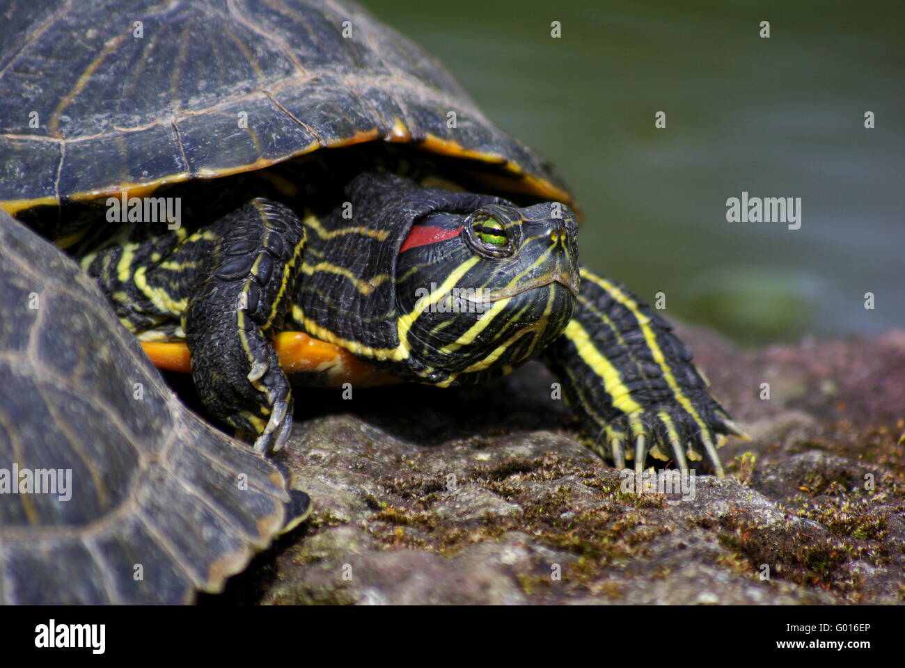 Redeared slider Stock Photo Alamy