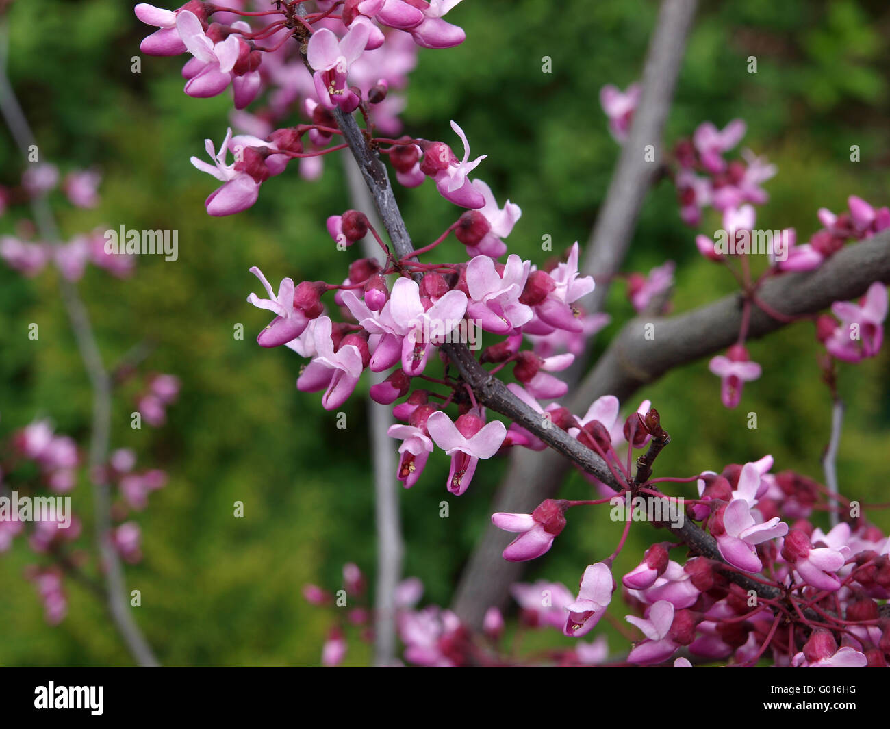 Cercis canadensis Forest Pansy Stock Photo