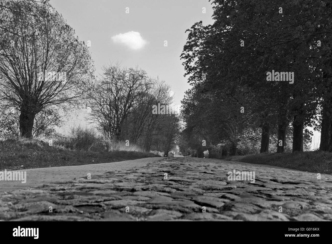 Road tree Black and White Stock Photos & Images - Alamy