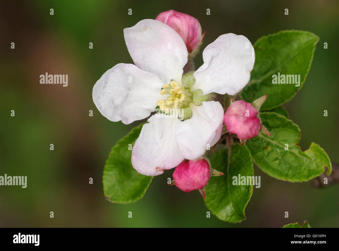 Apfelblüte - apple tree in flower Stock Photo