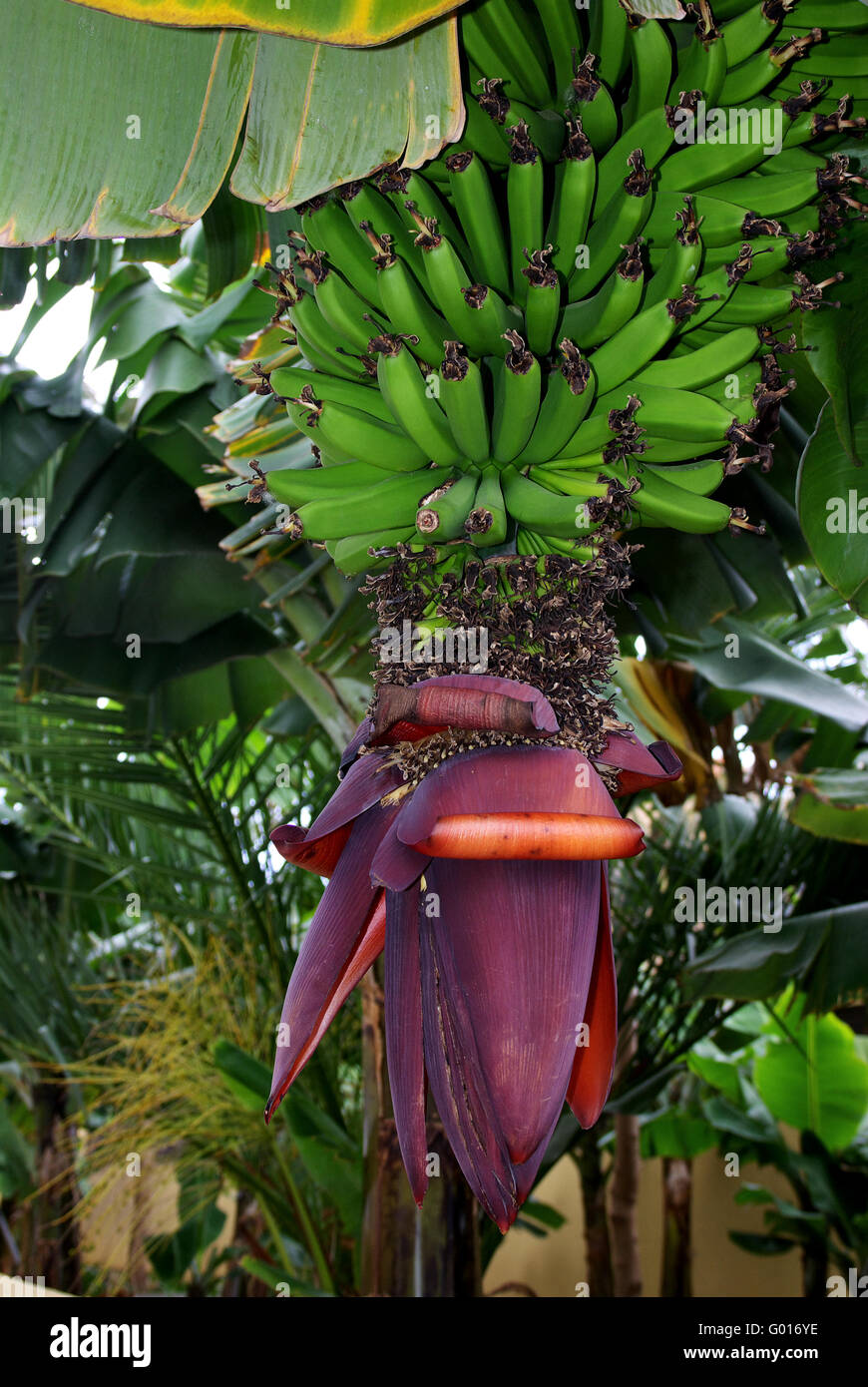 Bananenbl te Flowering Banana Stock Photo Alamy bananenbl-te-flowering-banana-stock-photo-alamy