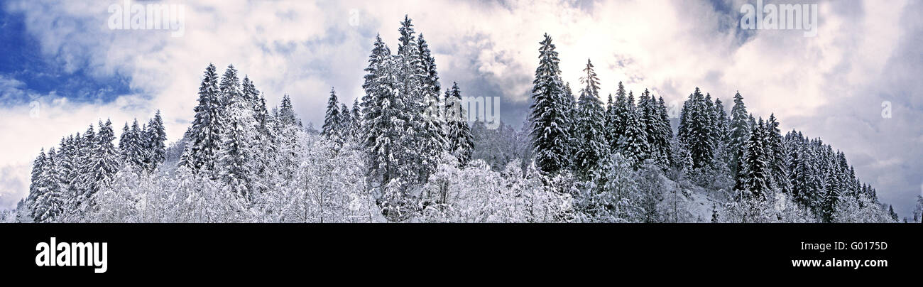 Winter forest with Alpbach Stock Photo