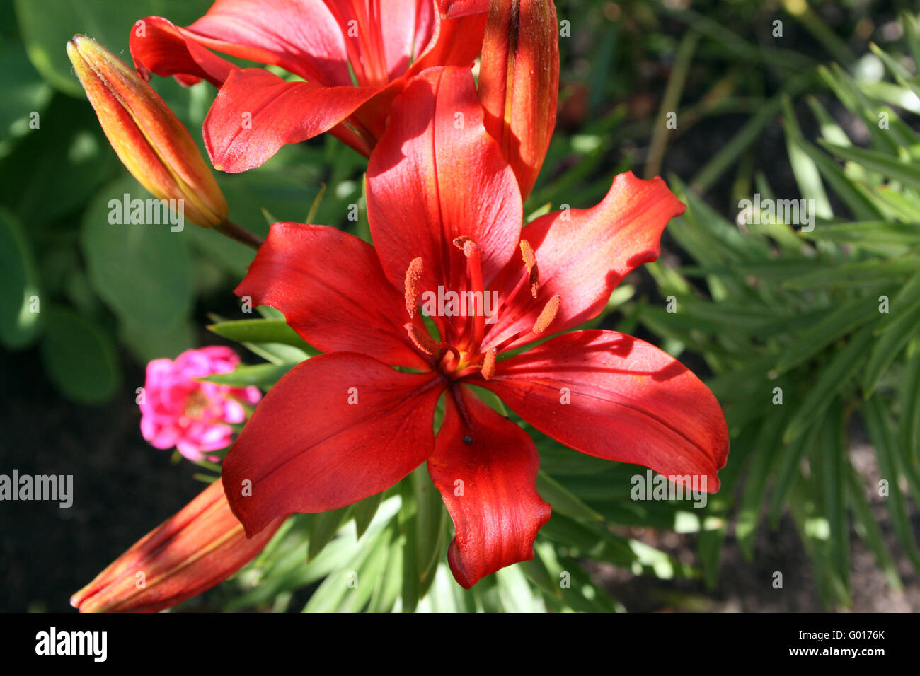Lily Stock Photo