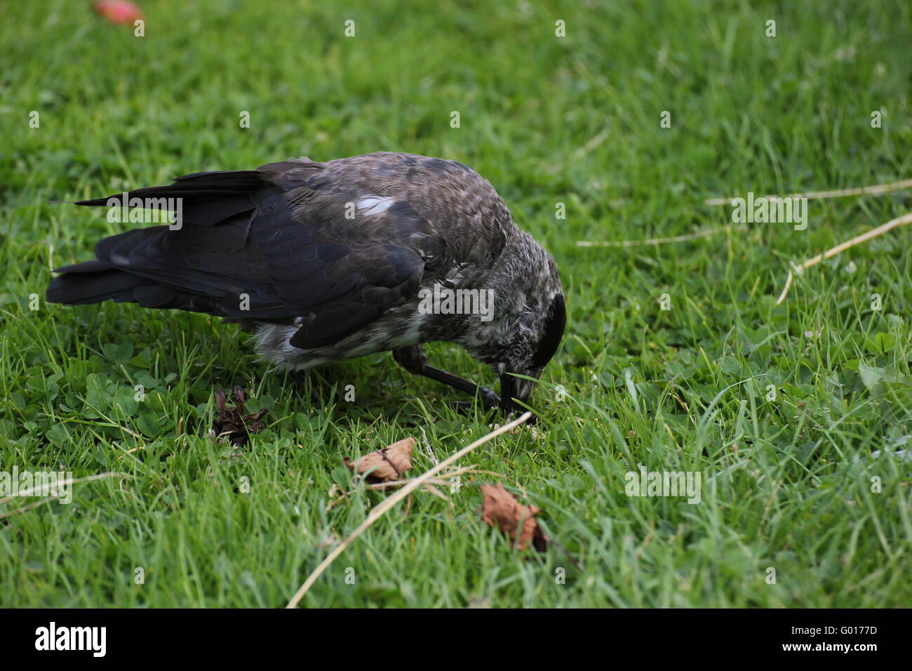 Brindled westerm jackdaw (Corvus monedula) eating grass. Stock Photo