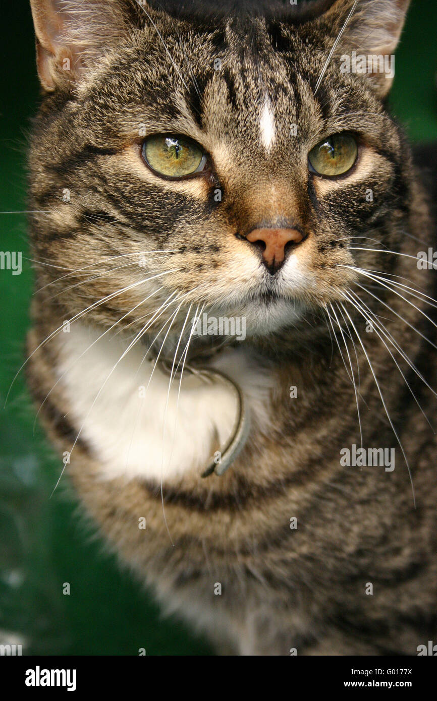 cat Stock Photo