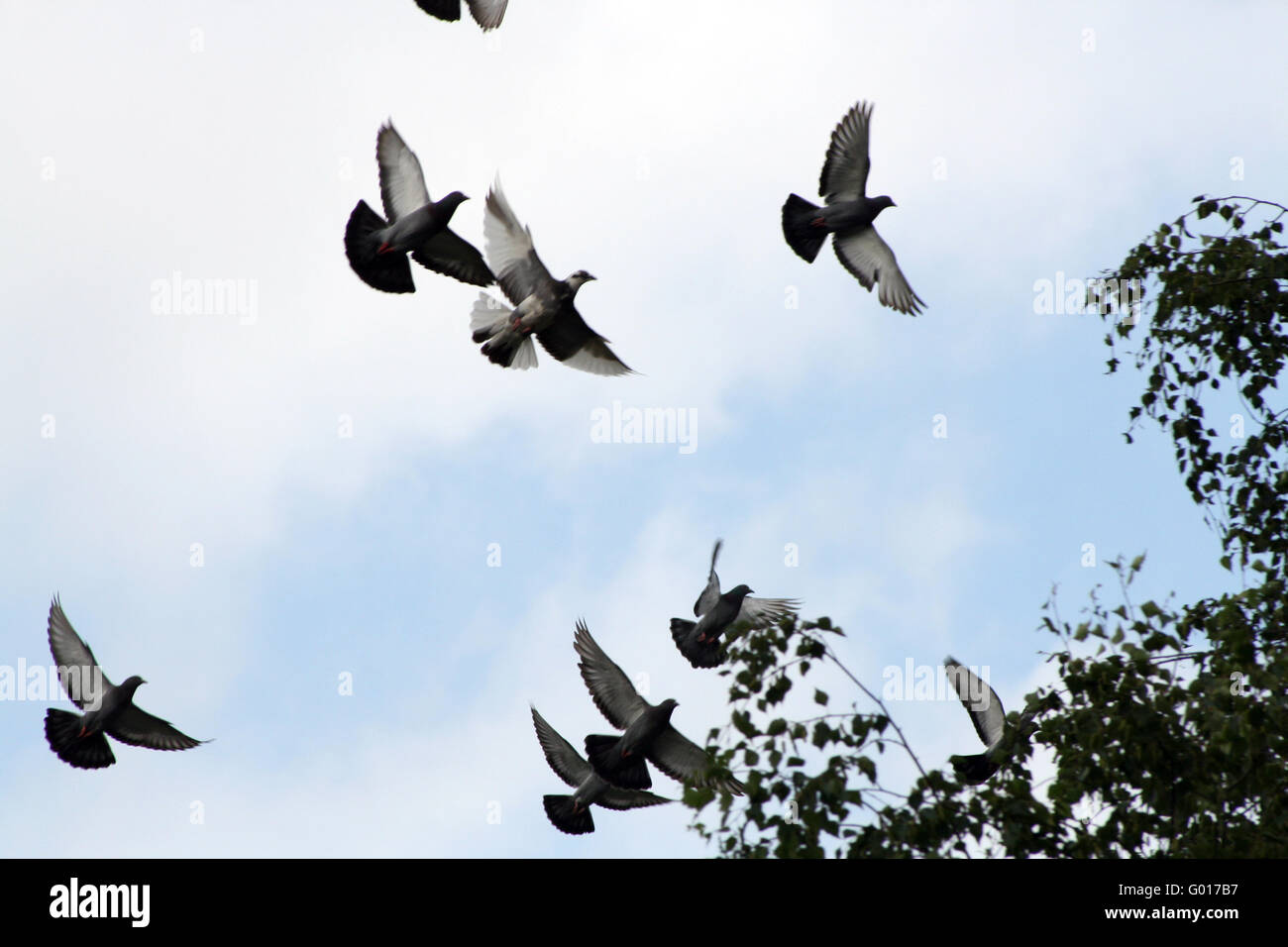 Flock of doves hires stock photography and images Alamy