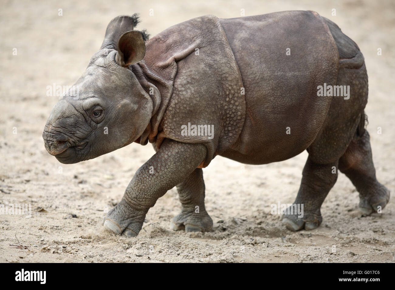 Great Indian Rhinoceros Stock Photo Alamy