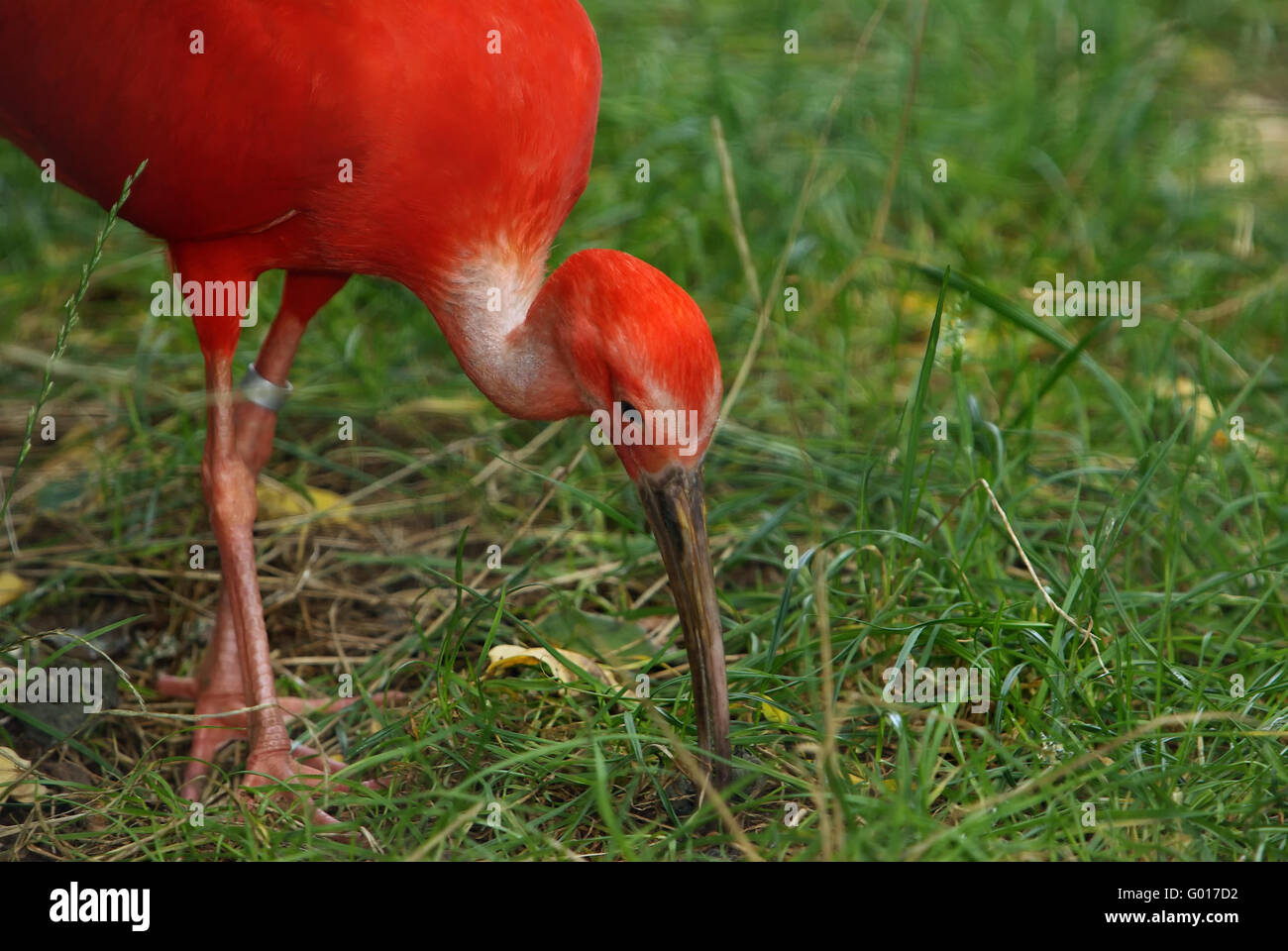 red ibis Stock Photo