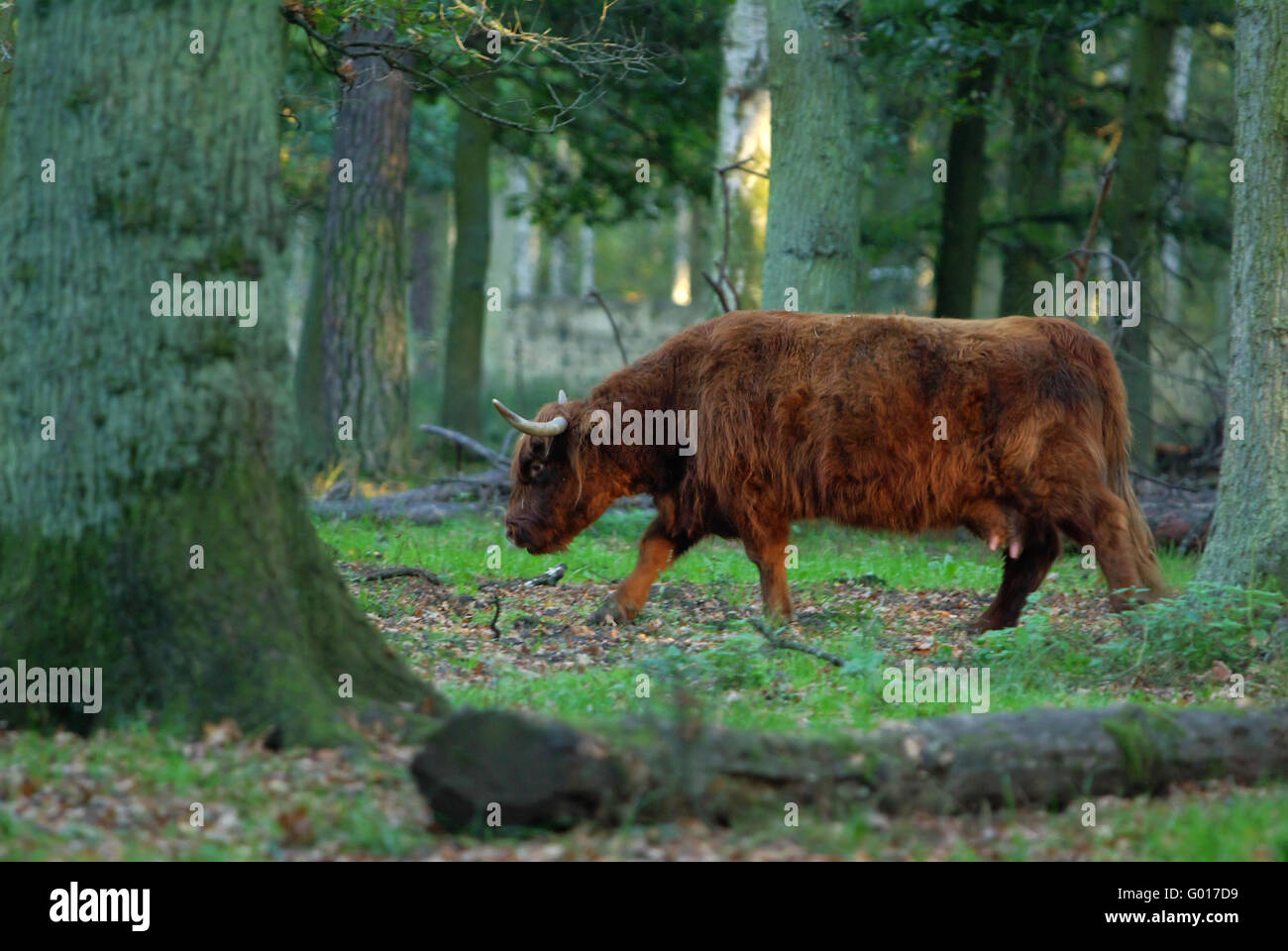 Rinder rassen hi-res stock photography and images - Alamy