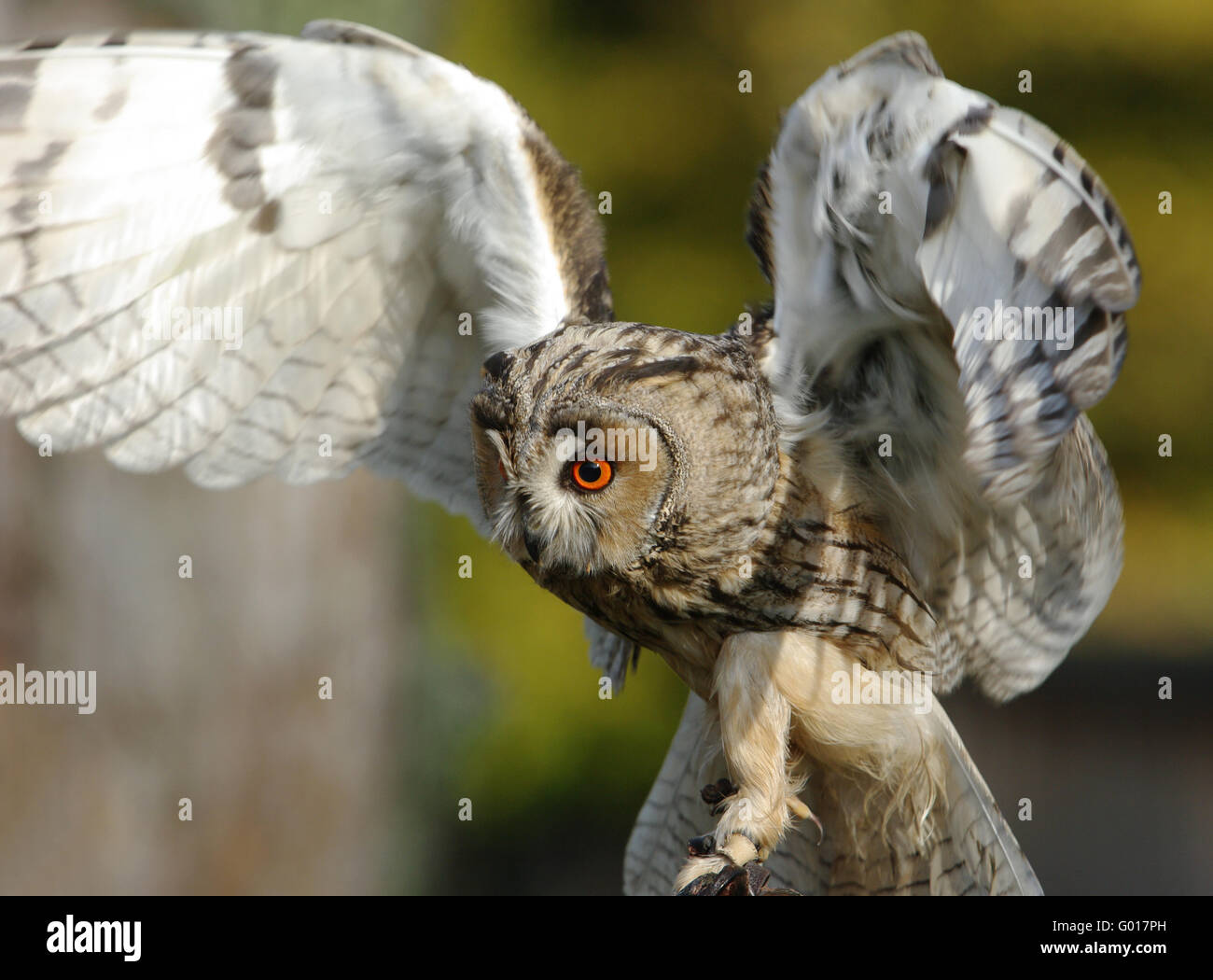 Long-eared owl Stock Photo