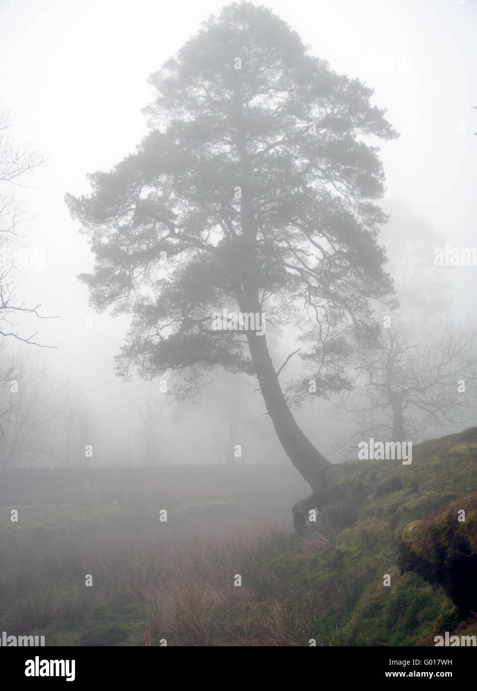Misty tree at Trough Bridge in the Forest of Bowland Stock Photo