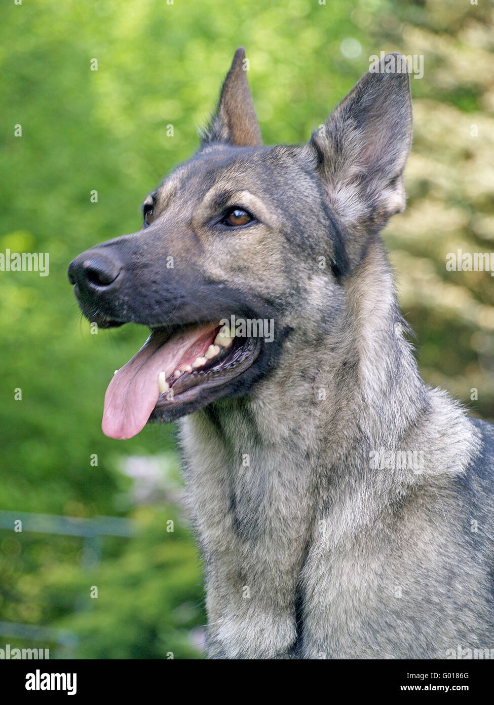 Grauer schäferhund hi-res stock photography and images - Alamy