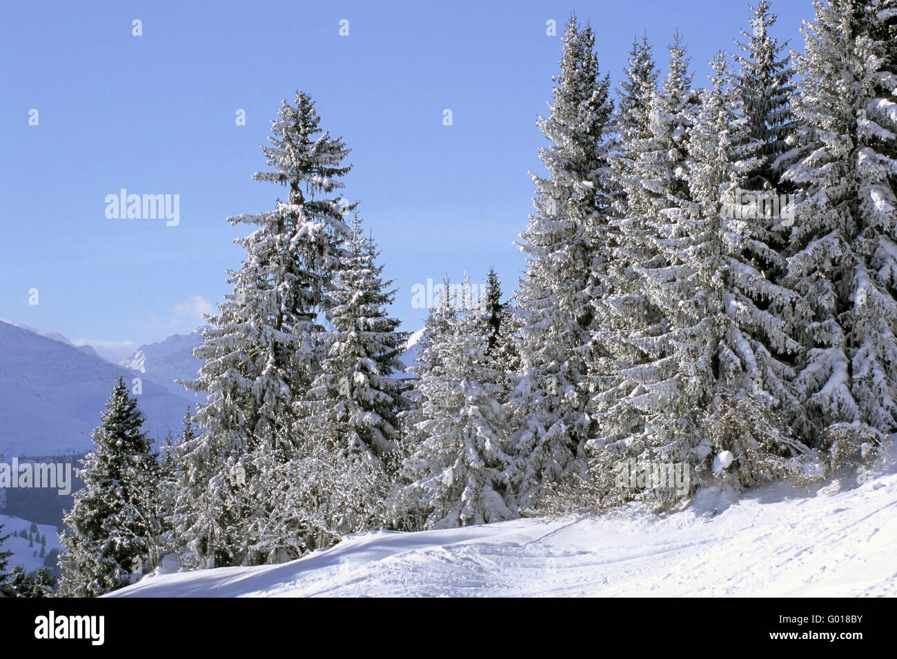Winter forest Stock Photo