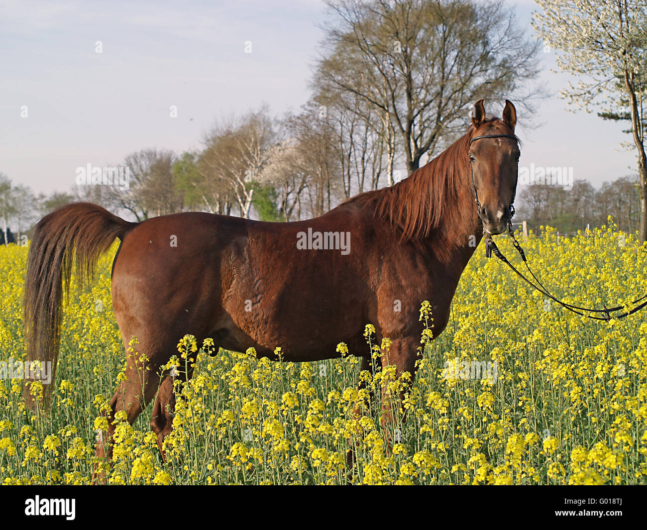 Arabian Stock Photo