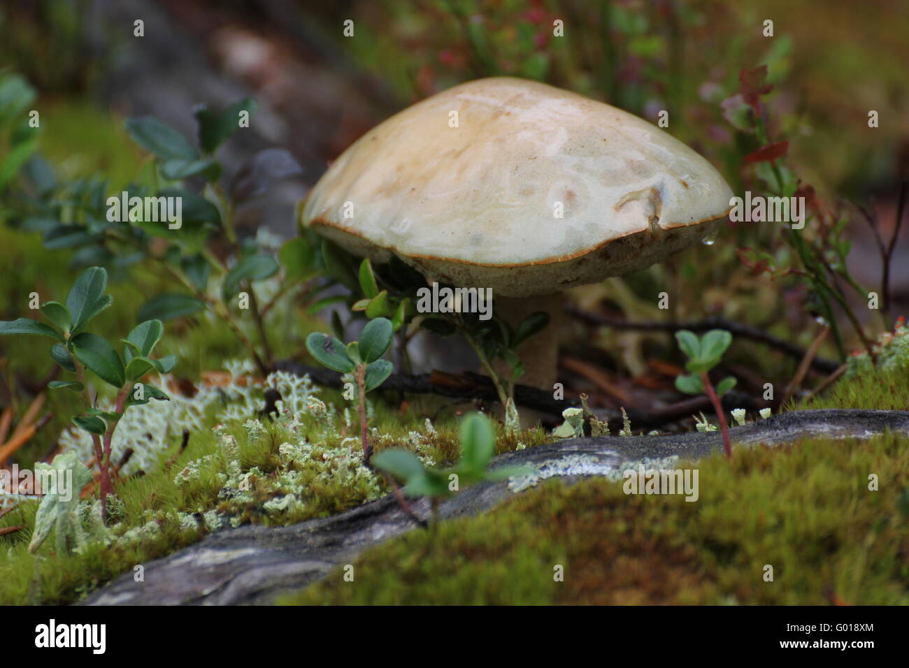 A single mushroom between moss and wood in Sweden. Stock Photo